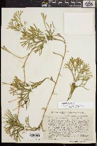 Diphasiastrum complanatum image