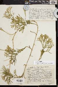 Diphasiastrum complanatum image