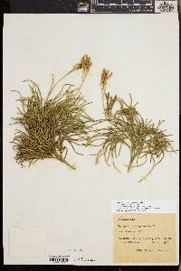 Diphasiastrum complanatum image