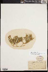 Diphasiastrum complanatum image