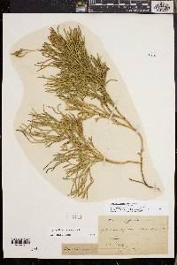 Diphasiastrum complanatum image