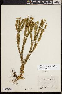 Huperzia taxifolia image