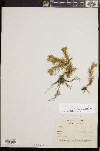 Huperzia taxifolia image