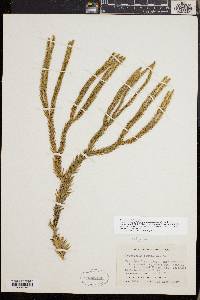 Huperzia taxifolia image