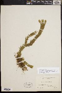 Huperzia taxifolia image