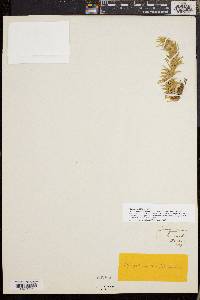 Huperzia taxifolia image