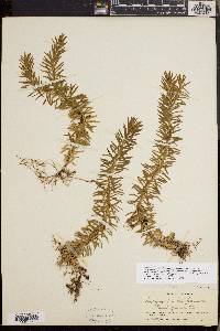 Huperzia taxifolia image