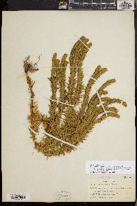 Huperzia taxifolia image