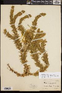 Huperzia taxifolia image