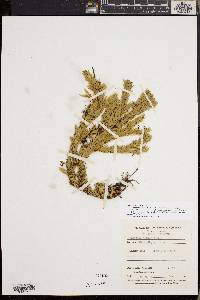 Huperzia taxifolia image