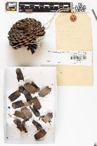 Pinus pungens image