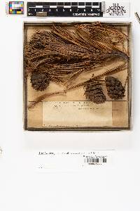 Pinus albicaulis image