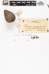 Pinus serotina image