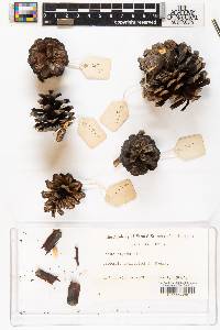 Pinus rigida image
