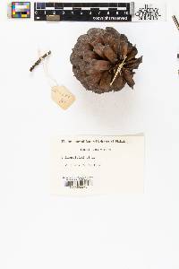 Pinus pungens image