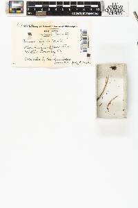 Pinus rigida image
