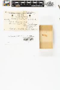 Pinus rigida image