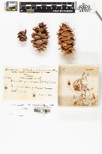 Pseudotsuga menziesii image
