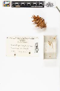 Pseudotsuga douglasii image