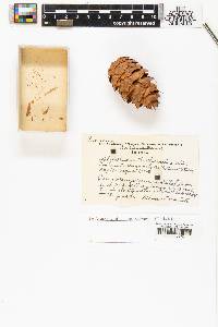 Pseudotsuga menziesii image