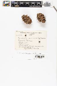 Pseudotsuga menziesii image