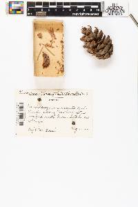 Pseudotsuga menziesii image