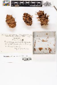Pseudotsuga menziesii image