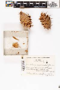 Pseudotsuga menziesii image