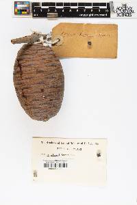 Cedrus libani image