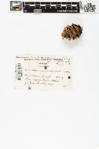 Pseudotsuga menziesii image