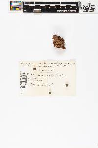 Larix occidentalis image