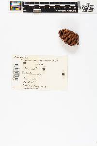 Abies alba image