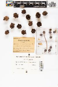 Larix americana image