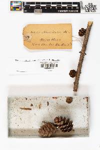 Larix americana image