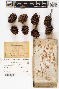 Larix decidua image