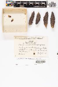 Tsuga mertensiana image