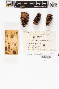 Tsuga mertensiana image