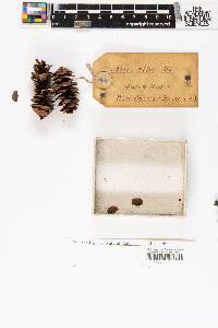 Abies alba image