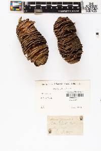 Abies grandis image
