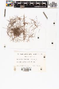 Larix laricina image