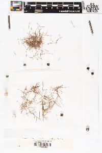Larix laricina image