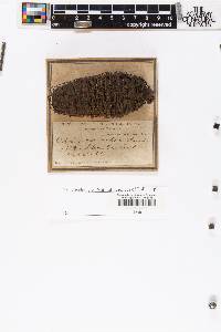 Abies concolor image