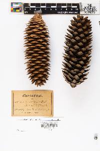 Abies alba image