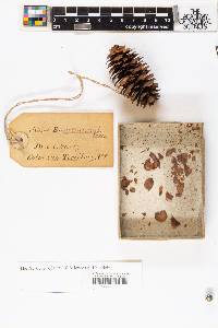 Picea engelmannii image