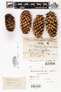 Picea sitchensis image