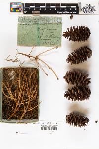Picea engelmannii image