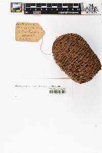 Abies magnifica image