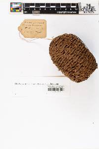 Abies magnifica image