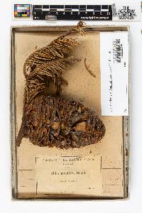 Abies amabilis image