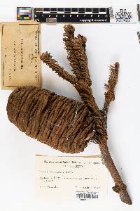 Abies magnifica image